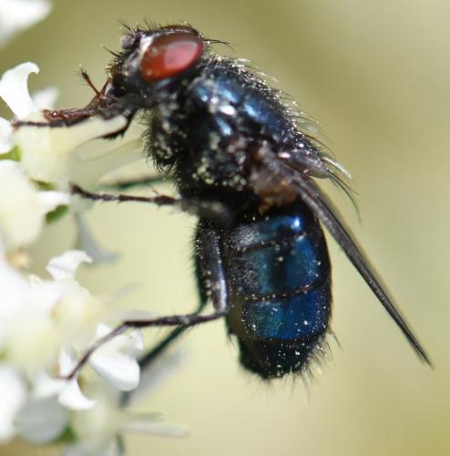 Réf. 328 545 : Protocalliphora azurea